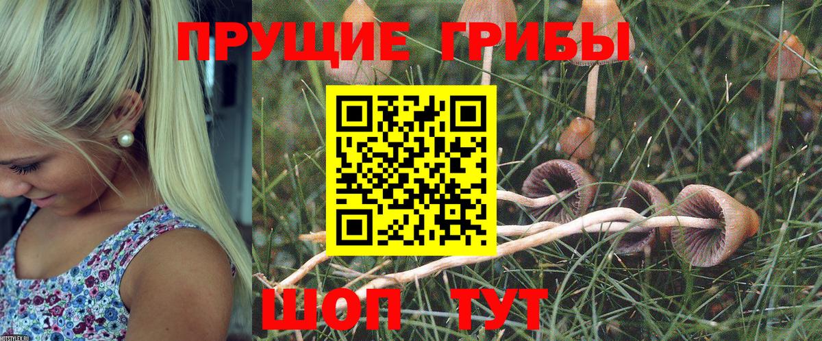 Ефремов  Галлюциногенные грибы Psilocybine cubensis  Вход с VPN 